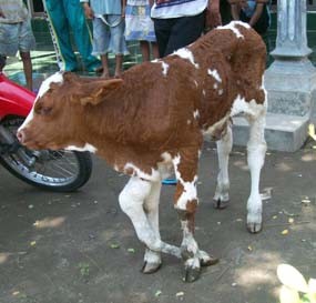 Sapi Berkaki Lima Gegerkan Jombang