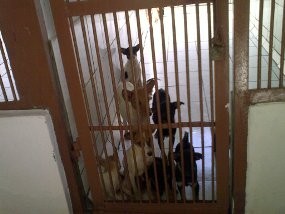 Dengar Ada Pembantaian Anjing Liar, Warga Datangi Balai Kesehatan Hewan