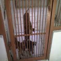 Sterilkan Hewan Anda Demi Kesehatannya
