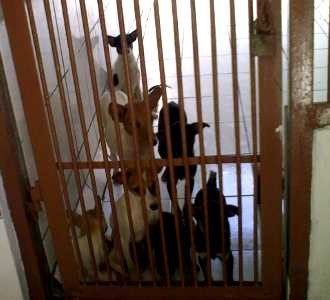 Melongok Anjing di Balai Kesehatan