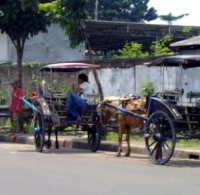 Delman, Bertahan Meski Terus Terpinggirkan