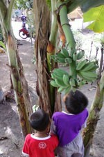 Pohon Pisang Beranak Gegerkan Warga Kediri 