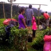 Tanah Dua Perkebunan Teh Retak, Ratusan Warga Diungsikan
