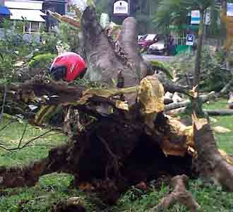 Pohon Tumbang di Setiabudi