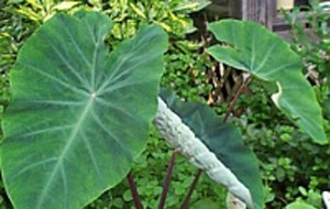 HERBAL: Talas
