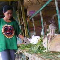 Belanja Kelinci Hias di Lembang