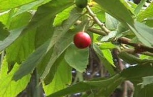 HERBAL: Kersen