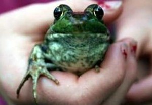 Jangan Biarkan si Kecil Mencium Katak