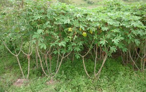 Herbal: Singkong