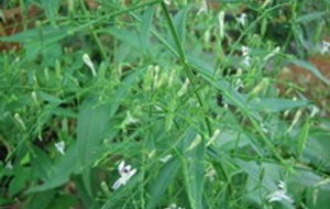 Herbal: Sambiloto