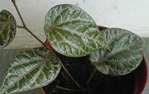 HERBAL: Sirih Merah