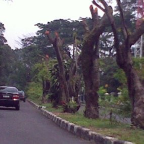 Jadi Salah Satu Jalan Penilaian Adipura, Pemkot Kecewa