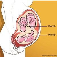 Seperti Apa Wanita Berahim Dua