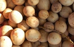 Herbal: Duku