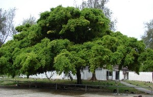 Herbal: Beringin