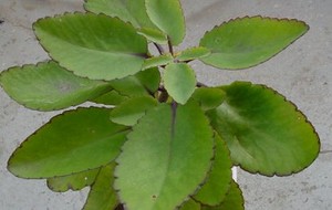 Herbal: Cocor Bebek