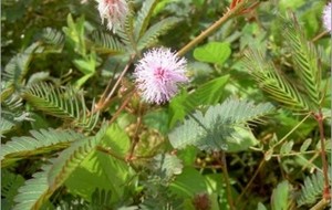 Herbal: Putri Malu