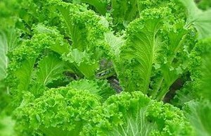 Herbal: Sawi
