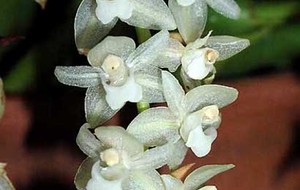Herbal: Anggrek Bongko