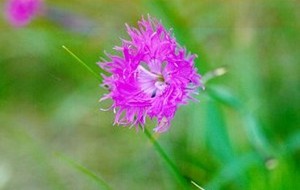 Herbal: Anyelir