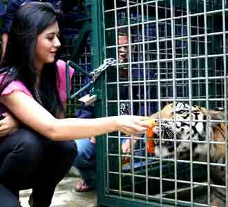 Puteri Indonesia & Harimau Sumatera