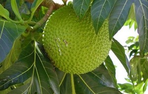 Herbal: Sukun