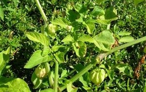 Herbal: Ciplukan