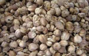Herbal: Kapulaga