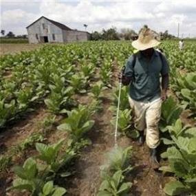 Petani Tembakau Lebih Untung bila Tanam Komoditi Lain