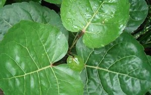 Herbal: Mangkokan