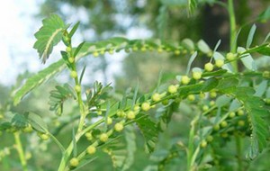 Herbal: Meniran