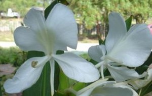 Herbal: Gandasuli