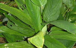 Herbal: Garut