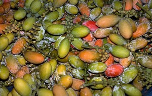 Herbal: Melinjo