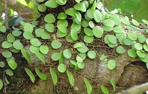 Herbal: Sisik Naga