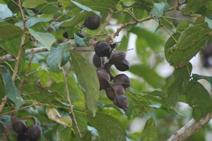 Herbal: Jengkol