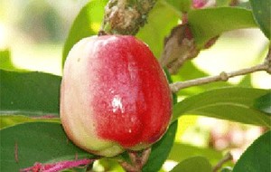 Herbal: Jambu Bol