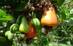 Herbal: Jambu Mete
