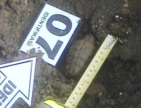 Granat Sisa Perang Ditemukan di Situbondo