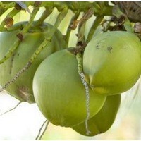 Manfaat Minum Air Kelapa Ketika Hamil