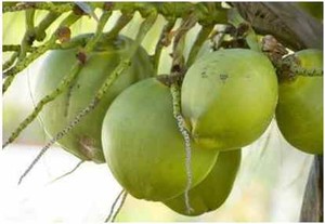 Manfaat Minum Air Kelapa Ketika Hamil