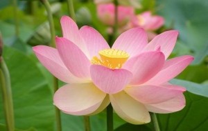 Herbal: Teratai