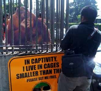 Aksi Tolak Penangkapan Orang Utan