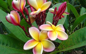 Herbal: Kamboja