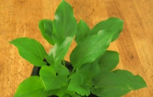 Herbal: Keladi Tikus
