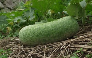 Herbal: Bligo
