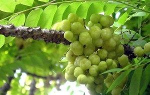 Herbal: Ceremai