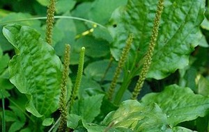 Herbal: Daun Sendok