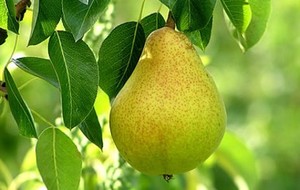 Herbal: Pir