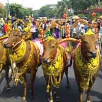 Konvoi Sapi-sapi Cantik, Jalanan Surabaya Macet